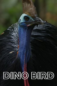  Птица-динозавр 